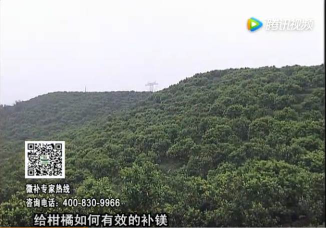 20170522珠江臺搖錢(qián)樹(shù)：柑橘落果黃葉是缺鎂？