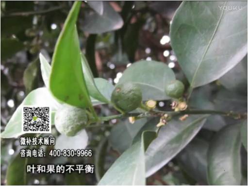 20170501珠江臺搖錢(qián)樹(shù)：柑橘?lài)娛┪⒀a果力+碧力、淋根力鈣+沖力鎂，穩果少落果，促根壯長(cháng)勢