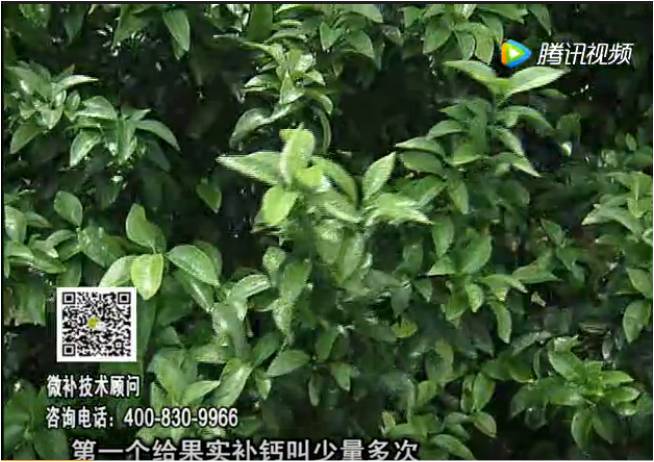 20170605珠江臺搖錢(qián)樹(shù)：柑橘果實(shí)補鈣如何做？