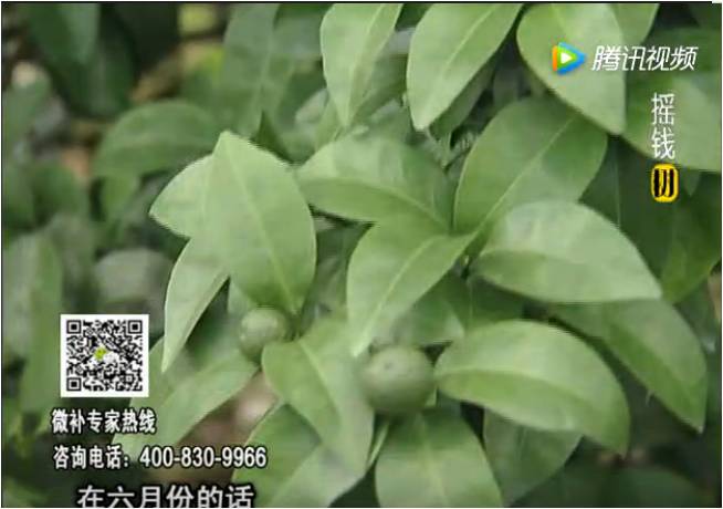 珠江臺搖錢(qián)樹(shù)：柑橘樹(shù)如何調酸保葉？