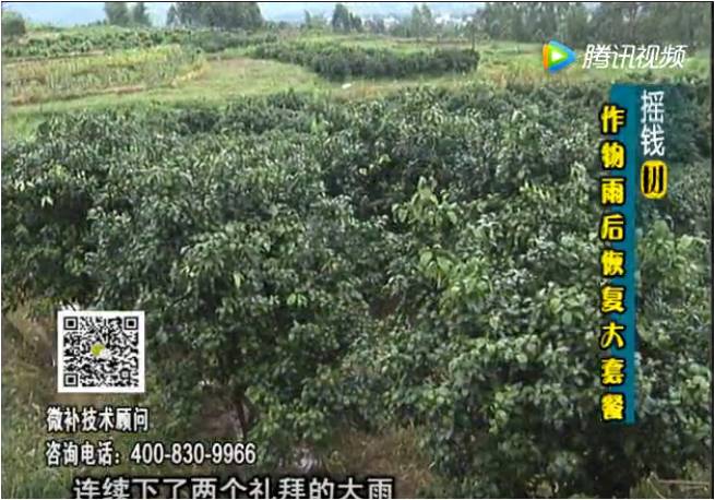 20170626珠江臺搖錢(qián)樹(shù)：果樹(shù)蔬菜長(cháng)勢弱落果？