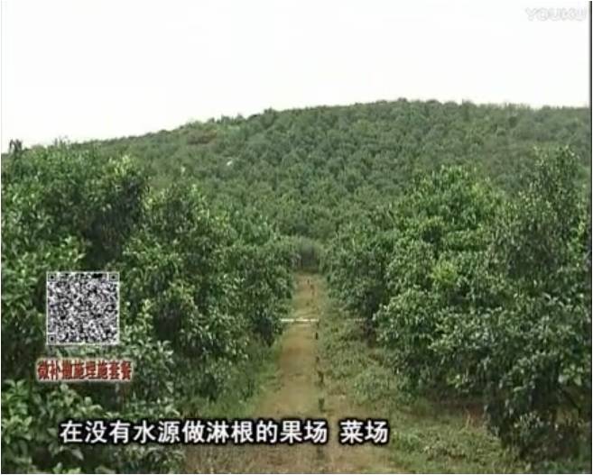 20170703珠江臺搖錢(qián)樹(shù)：雨水多樹(shù)勢弱，撒施因迪樂(lè )調酸促根壯長(cháng)勢