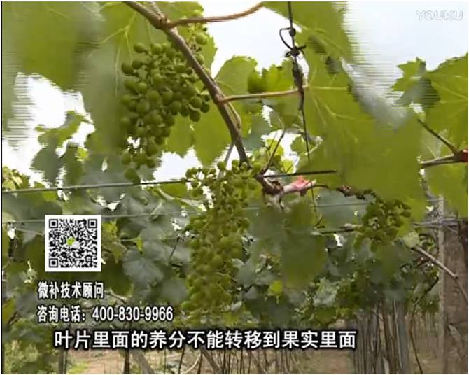 20170717珠江臺搖錢(qián)樹(shù)：果實(shí)補鈣充足，噴施螯合鈣+精華液+保葉素，品質(zhì)高、耐存儲