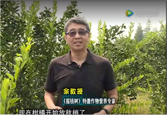 20170821珠江臺搖錢(qián)樹(shù)：柑橘如何放秋梢？
