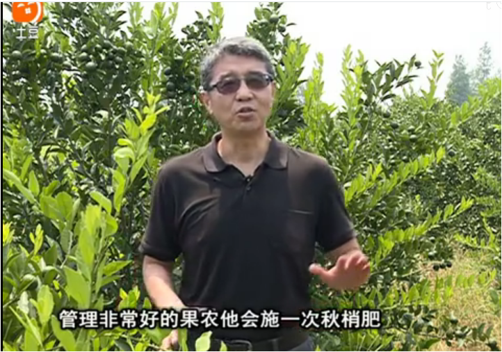 20170904珠江臺搖錢(qián)樹(shù)：柑橘用因迪樂(lè )，樹(shù)勢健壯、果品質(zhì)高