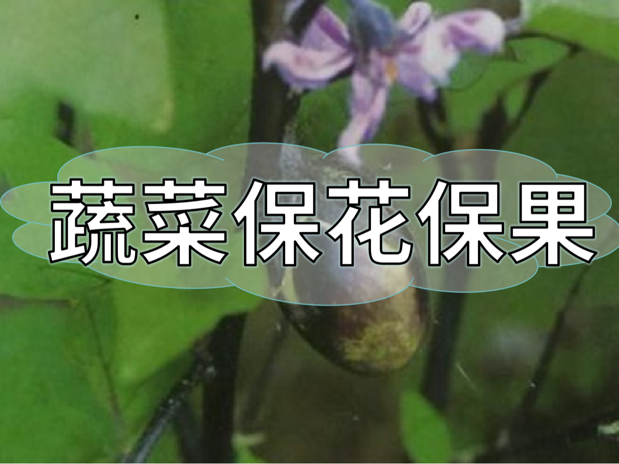 蔬菜高溫花少坐果少，一套方案促花保果