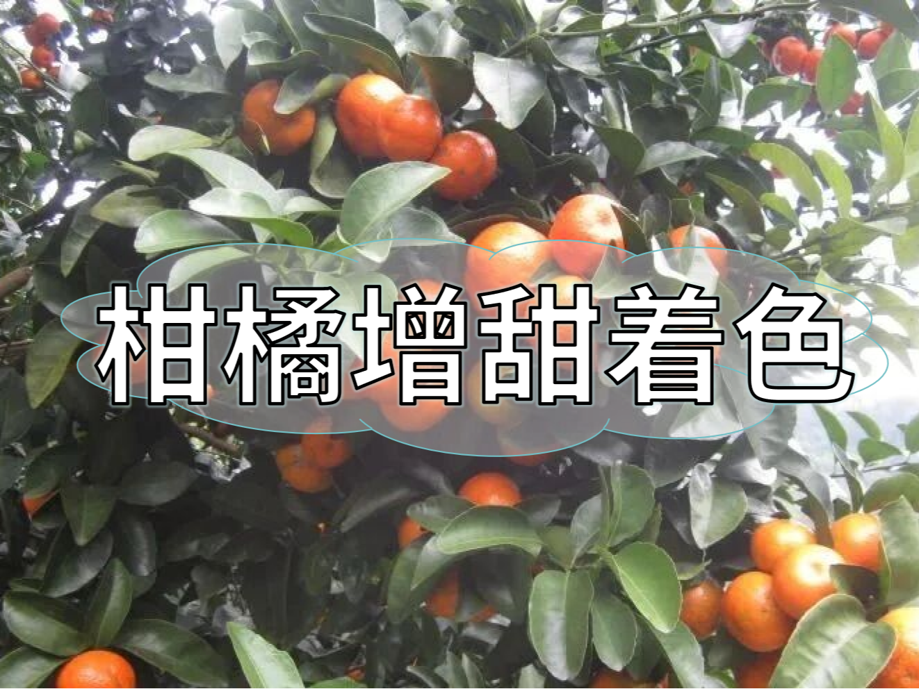 柑橘增甜和轉色，到底和什么有關(guān)