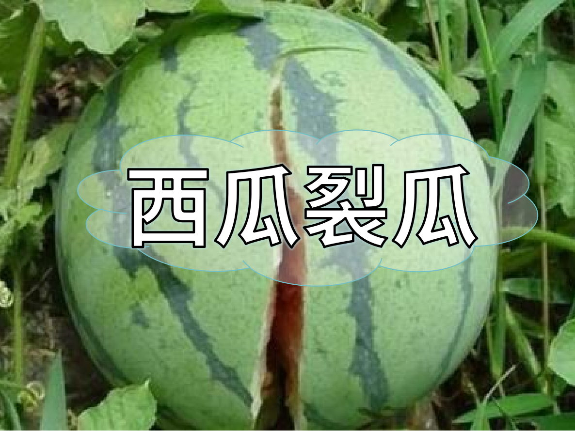 西瓜<i style='color:red'>裂瓜</i>致低產(chǎn)，這樣做，輕松解決問(wèn)題！