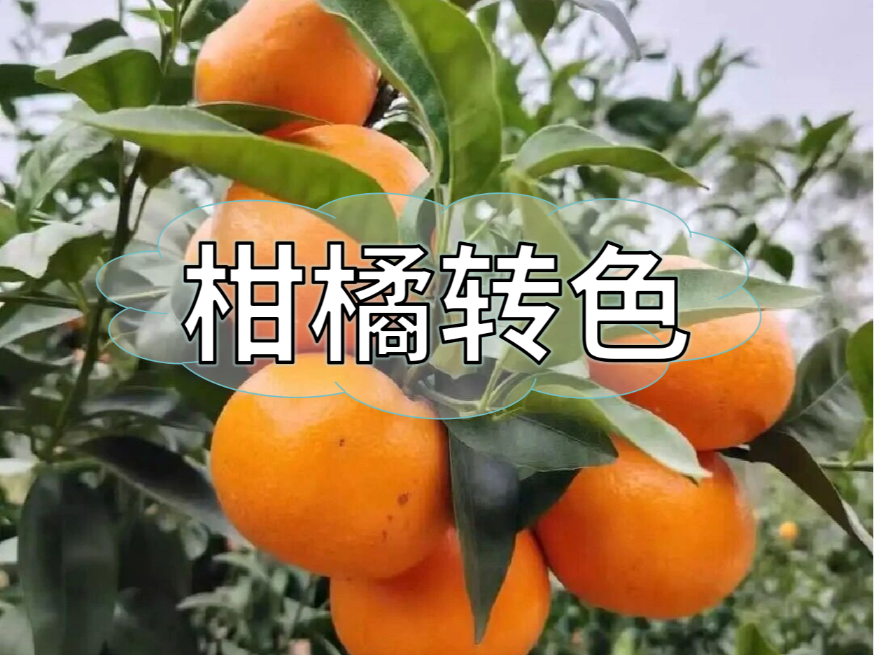 柑橘果靚價(jià)更高，這樣做著(zhù)色增甜一步到位