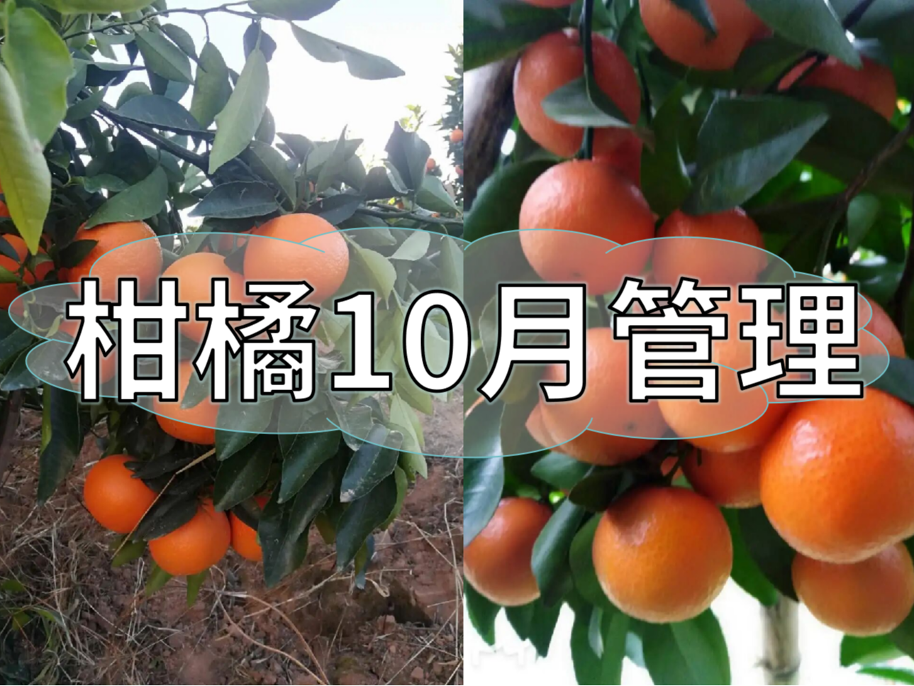 柑橘10月管理指南，助力品質(zhì)柑橘