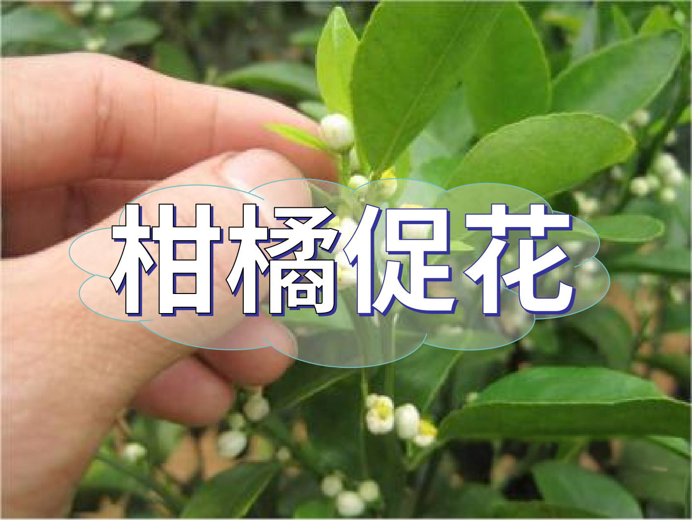 到了<i style='color:red'>柑橘秋梢</i>期，什么時(shí)候促花？