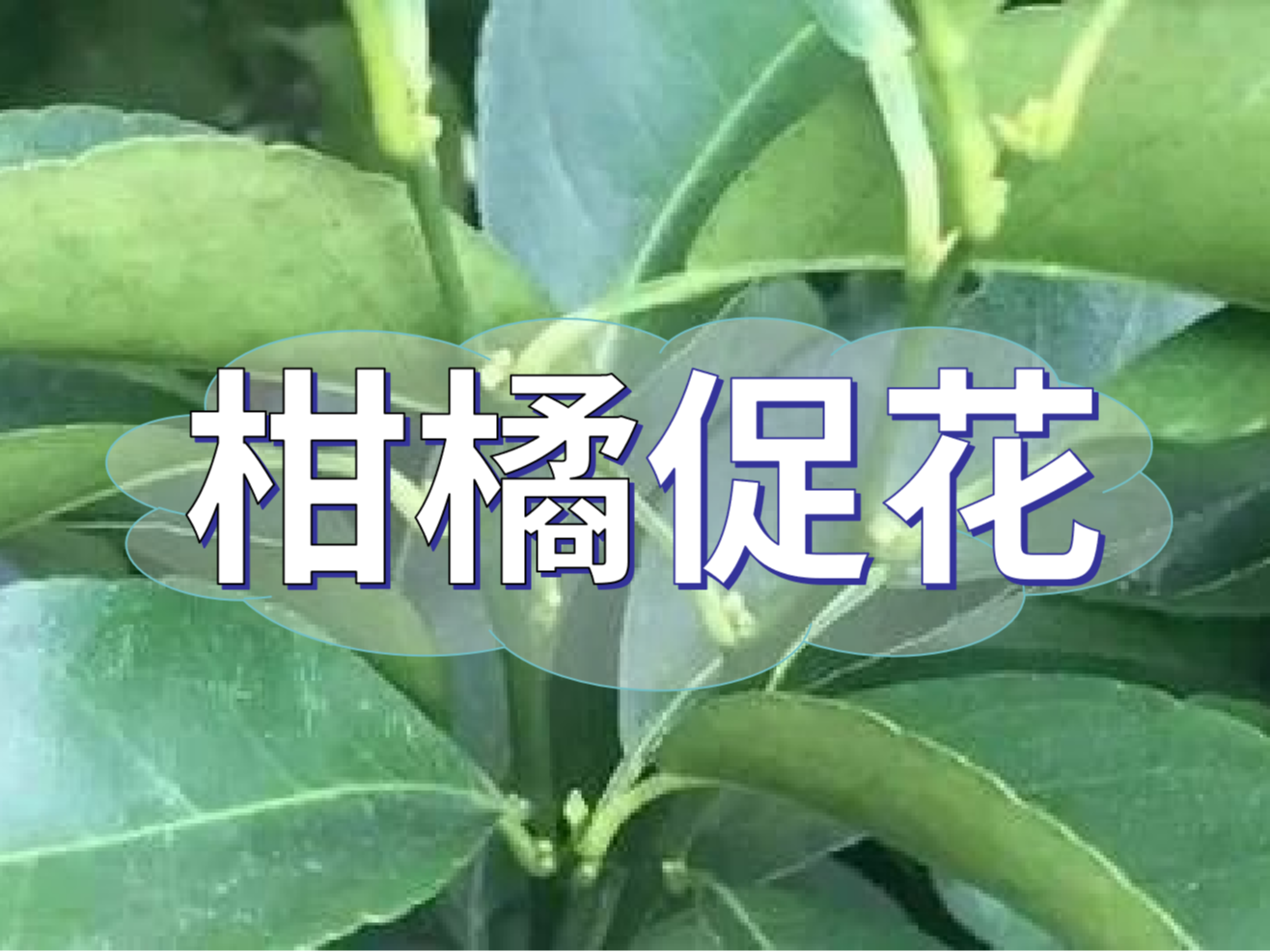 柑橘來(lái)年開(kāi)花多花健壯，這個(gè)促花方案必加上