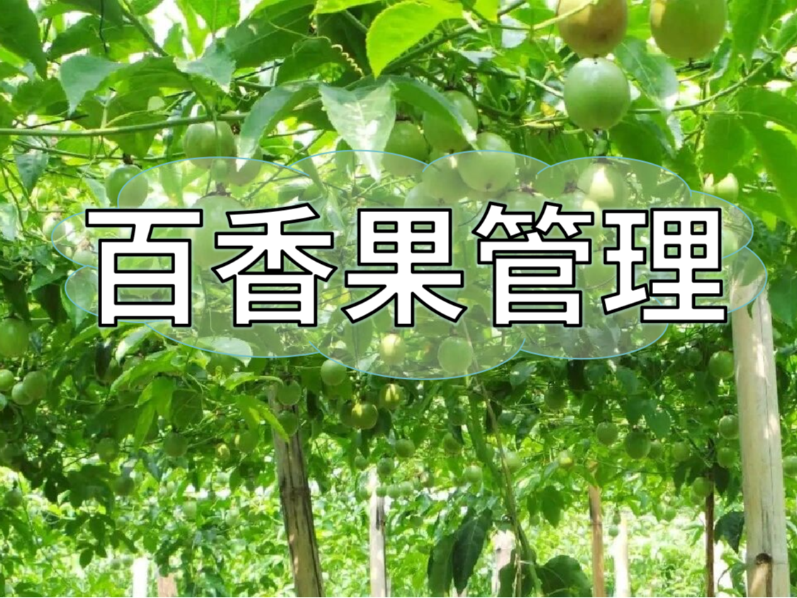 百香果施肥管理看這篇就夠了！優(yōu)產(chǎn)高產(chǎn)必備