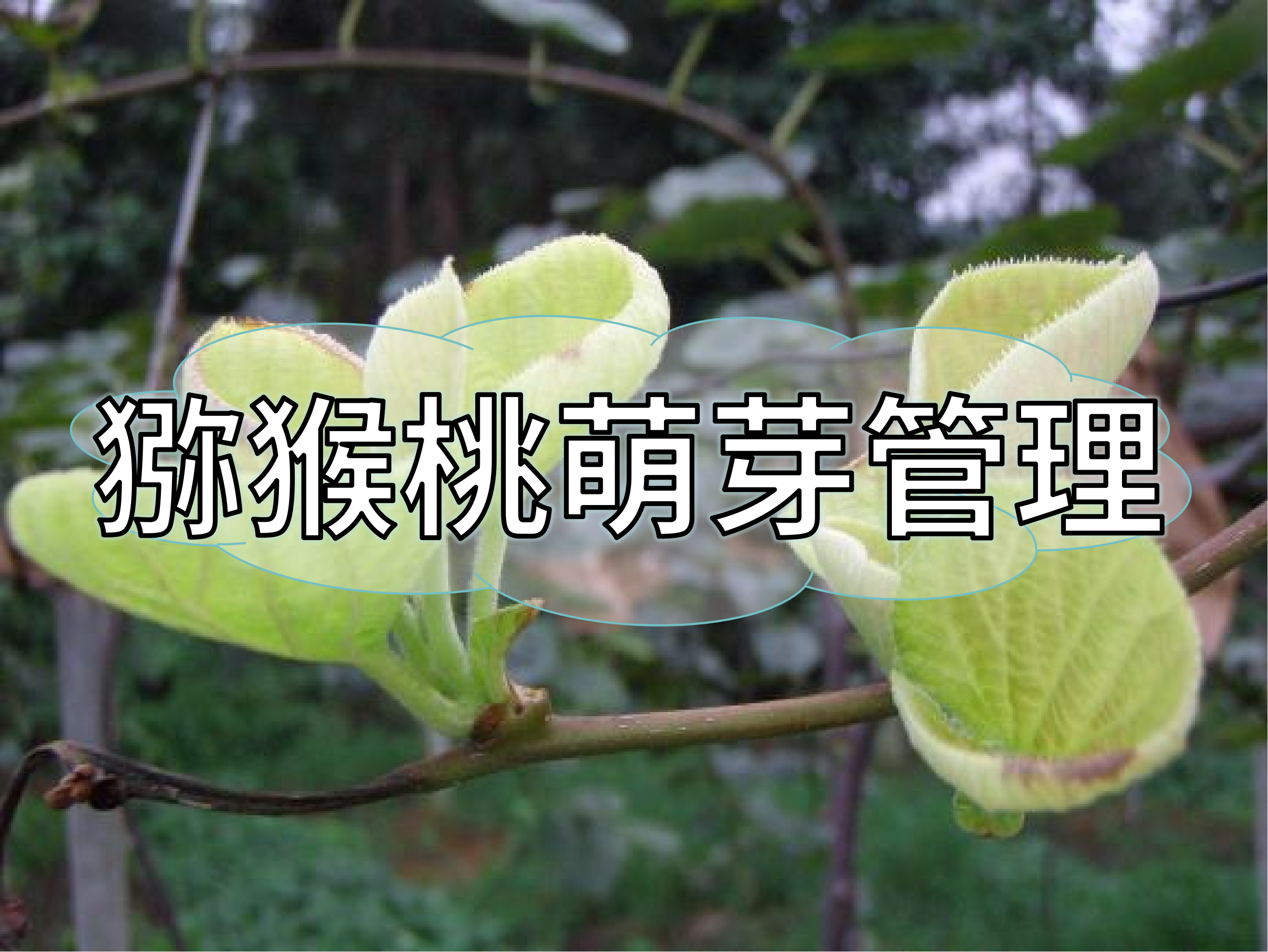 獼猴桃萌芽整齊健壯這樣做！