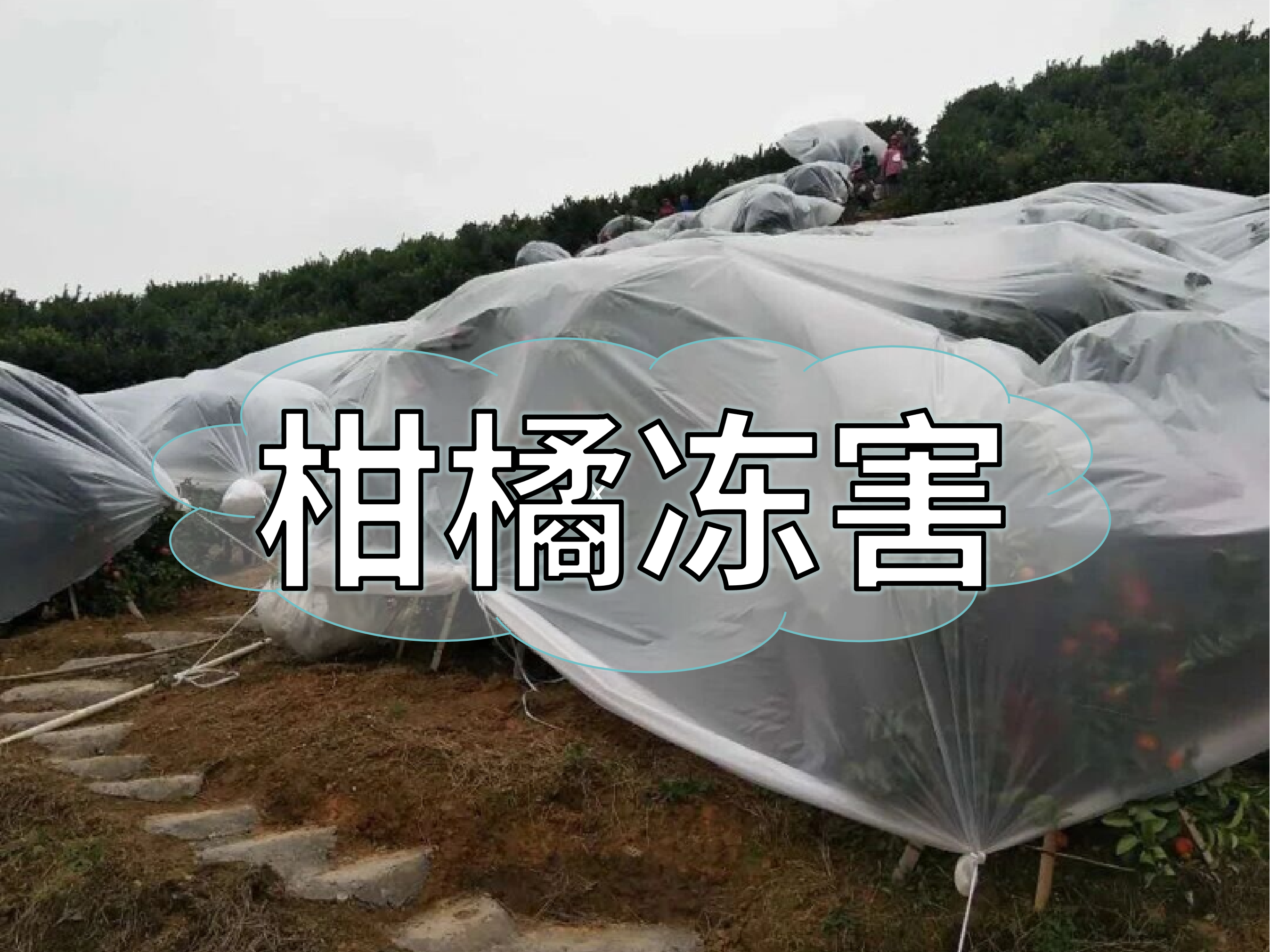 柑橘防凍抗凍如何做？