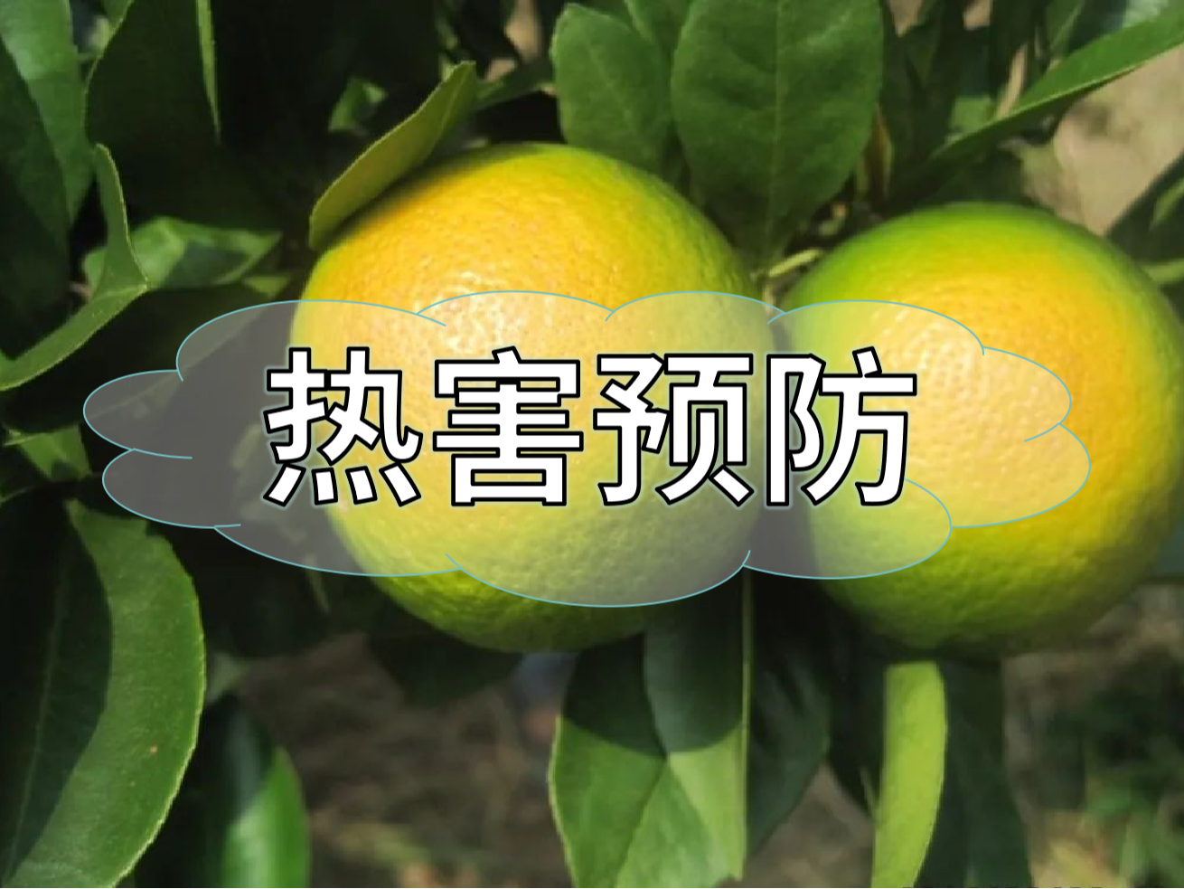 高溫熱害農業(yè)生產(chǎn)的 "隱形殺手"，熱害防御指南