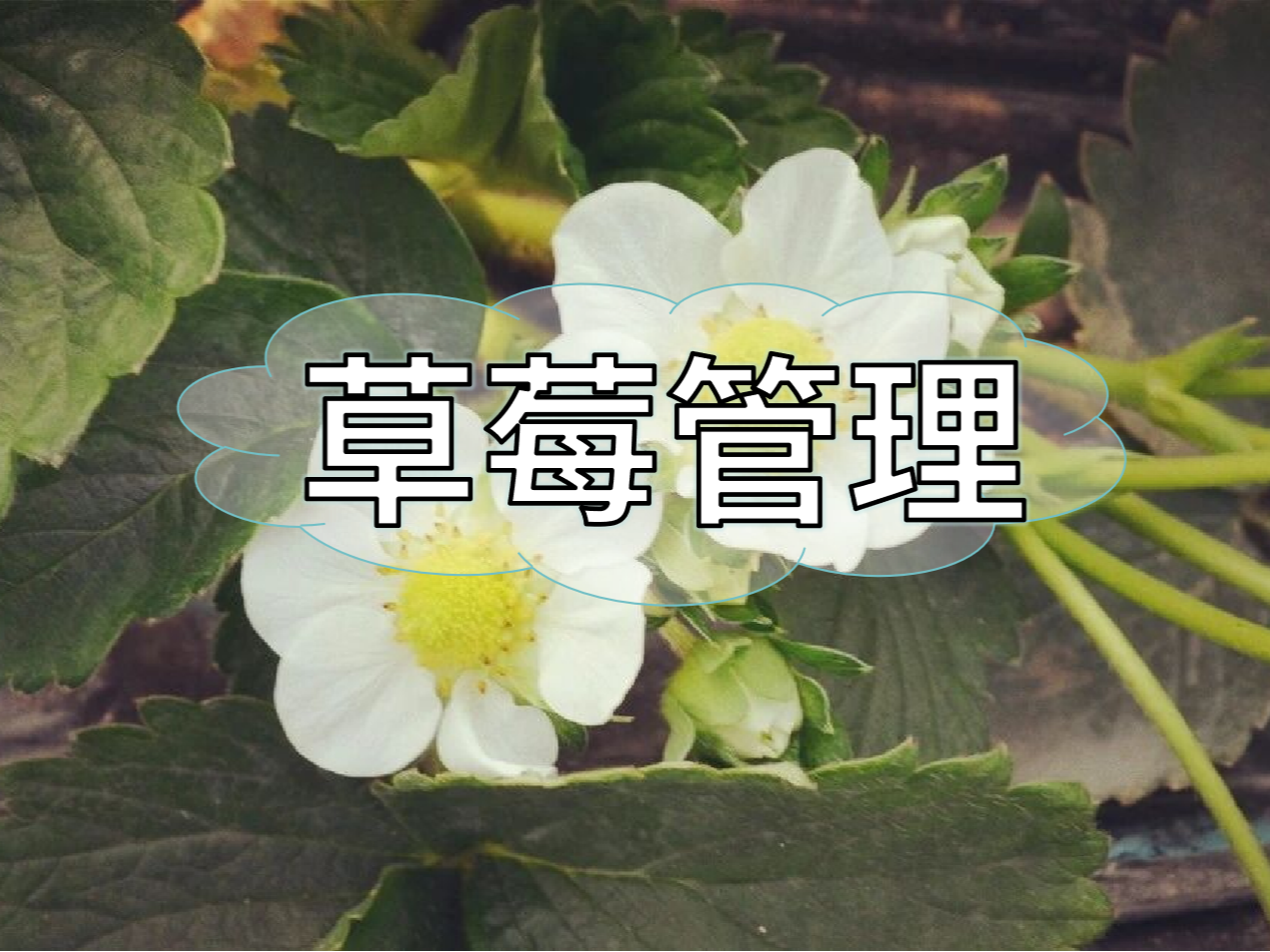 草莓這些做好，優(yōu)產(chǎn)增收不愁！