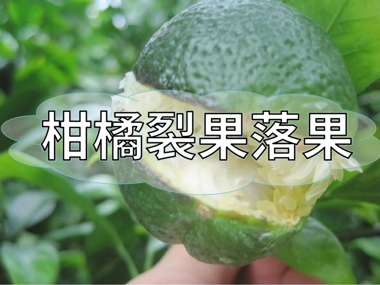 柑橘膨果提質(zhì)期，防裂果防落果秘籍先收好