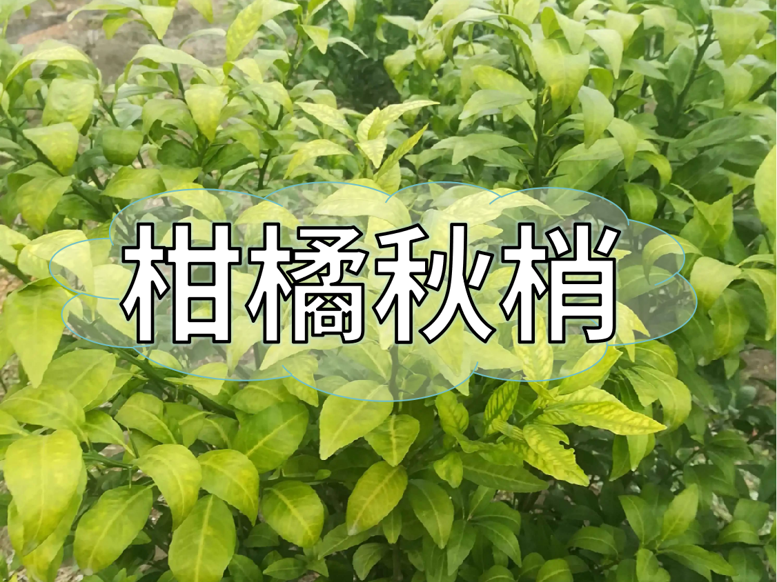 柑橘秋梢健壯老熟快，簡(jiǎn)單有效的操作方法