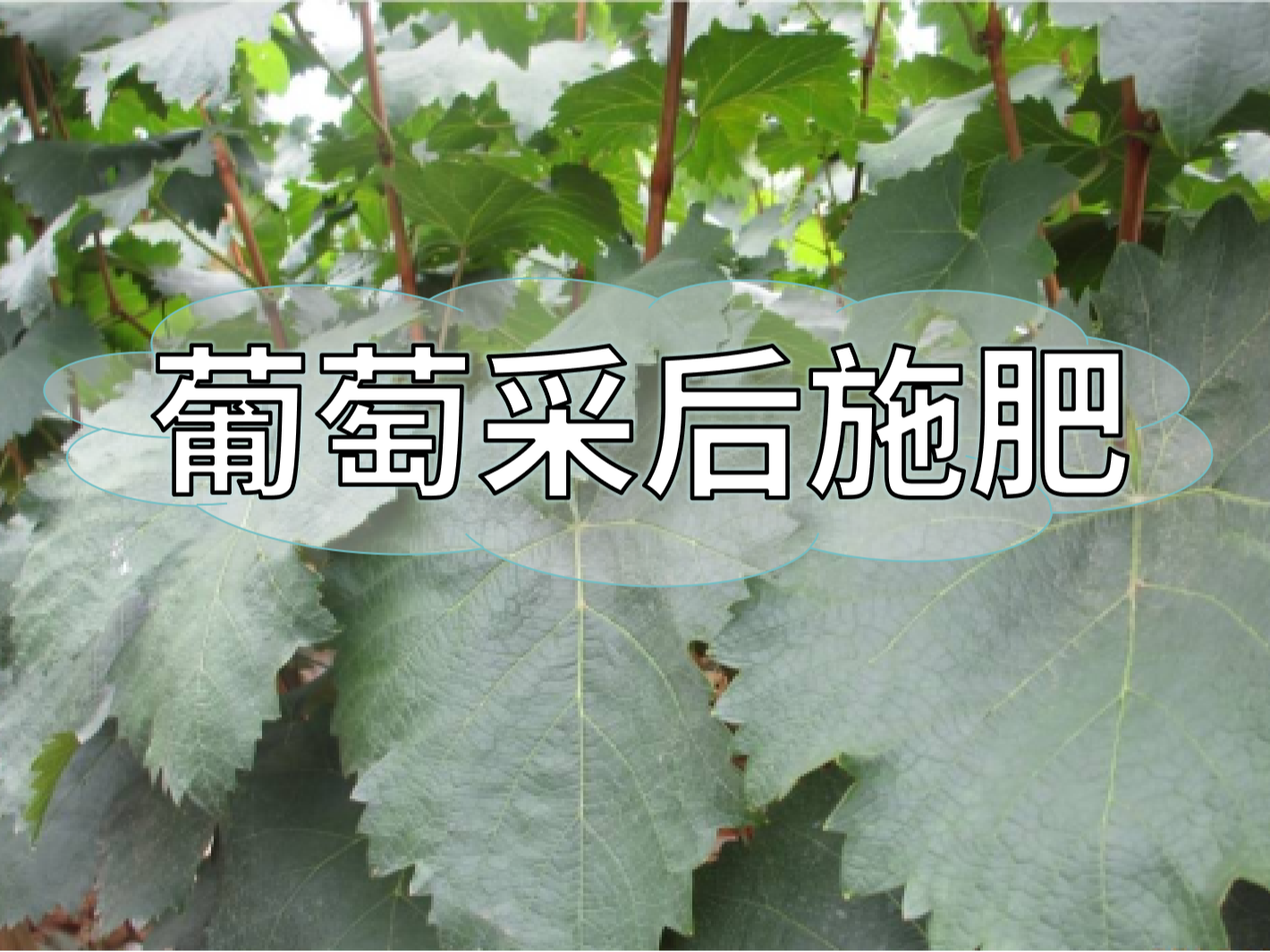 高產(chǎn)葡萄園采后如何施肥？