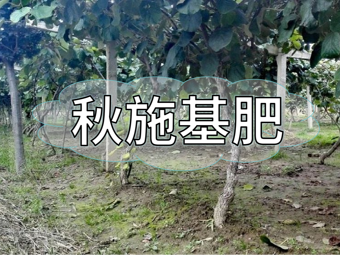 果樹(shù)秋肥要補好更要補對！秋肥方案全附上