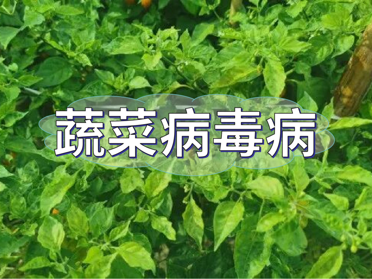 蔬菜病毒病大爆發(fā)，如何將危害降到最低