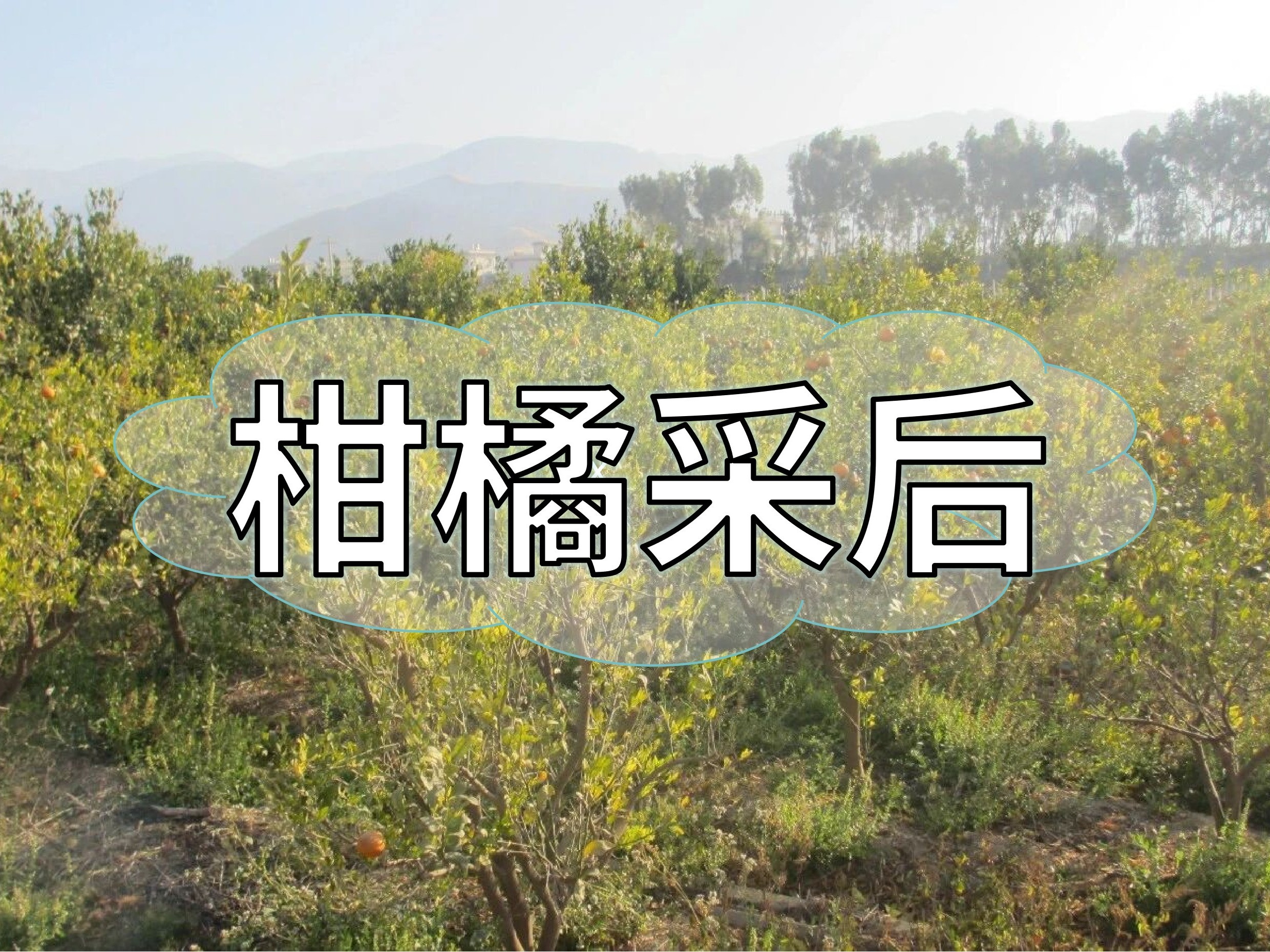 柑橘采后管理抓重點(diǎn)，明年花果多產(chǎn)量高