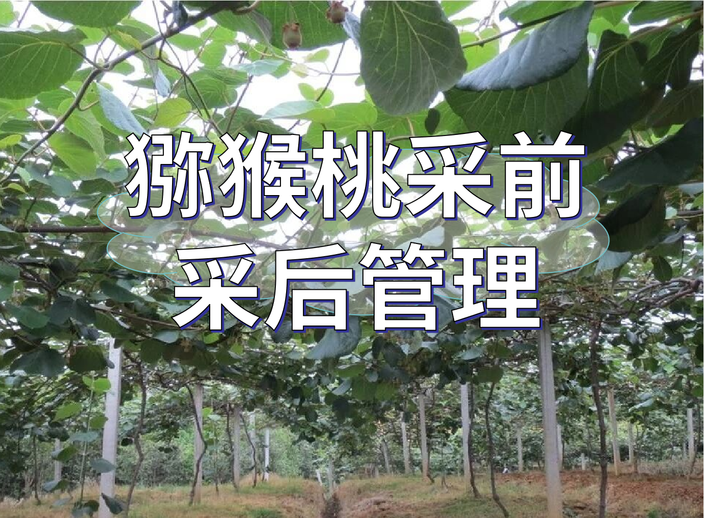 獼猴桃采前提高品質(zhì)、采后恢復管理方案