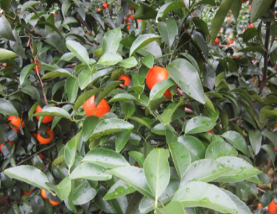 微補方案反饋|跟著(zhù)農友們管理，放優(yōu)質(zhì)秋梢并不難