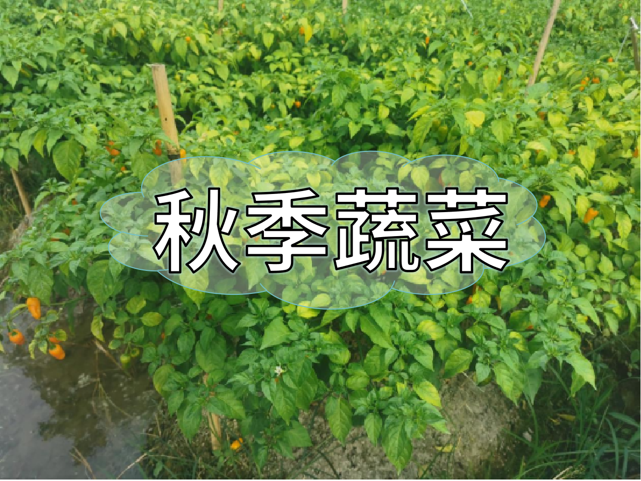 秋種蔬菜，如何提高成活率提高產(chǎn)量