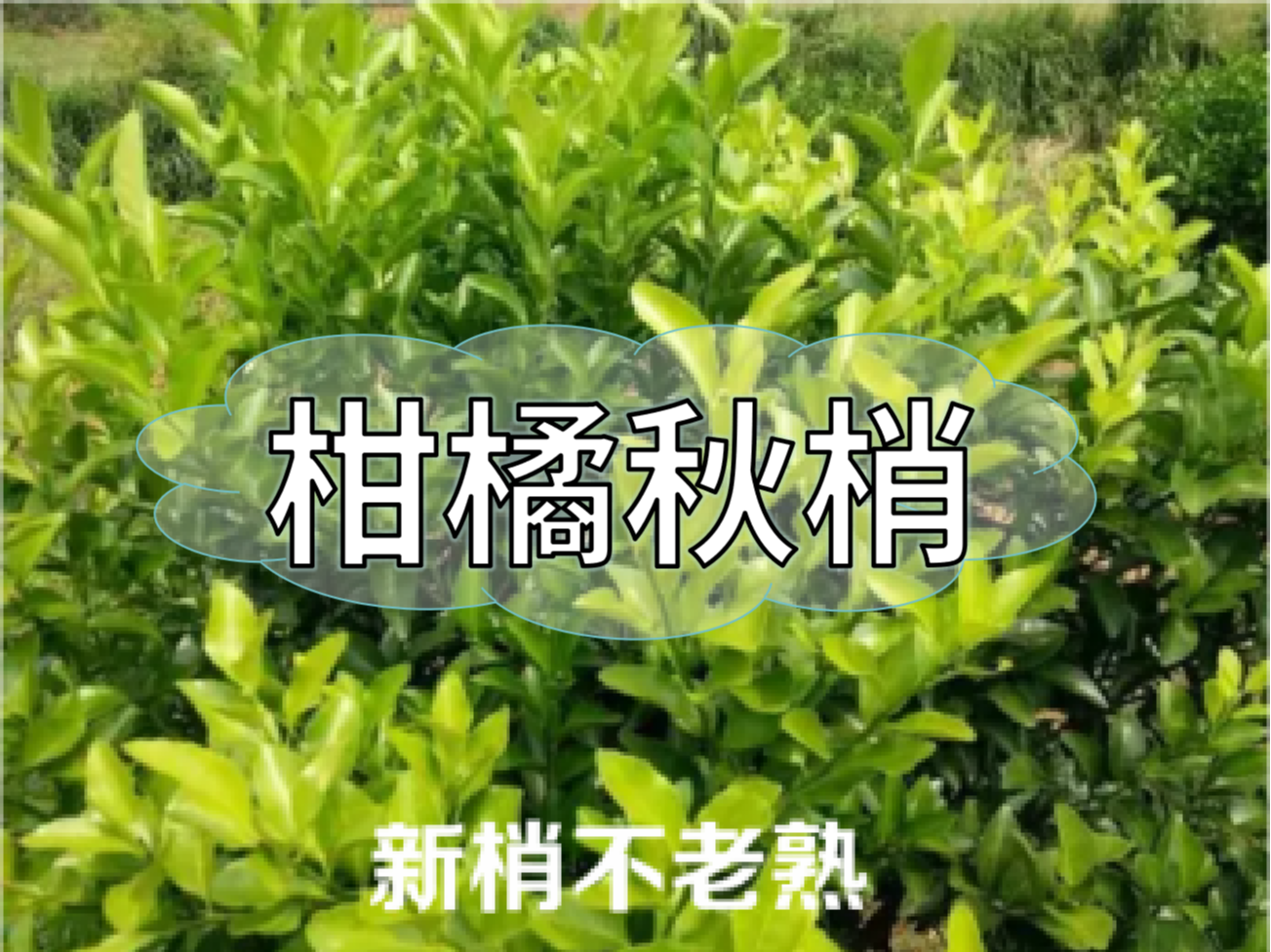 柑橘新梢剛抽出就發(fā)黃，不轉綠，怎么辦？