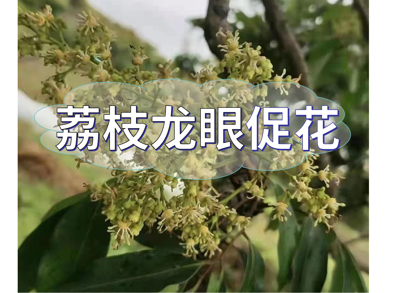 荔枝龍眼培育短簇花穗要從現在開(kāi)始