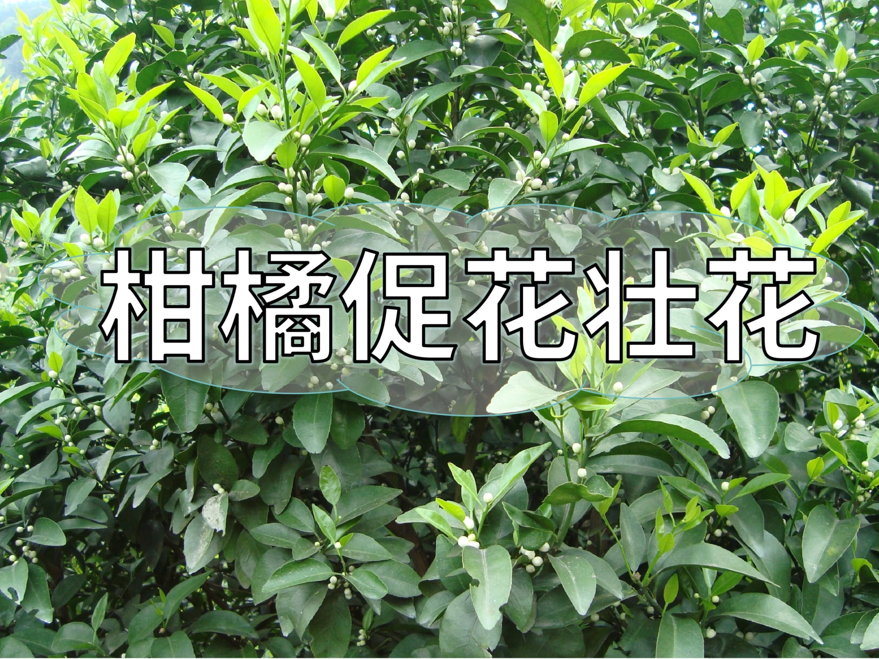 柑橘促花、壯花提升花質(zhì)，這一點(diǎn)別忽視
