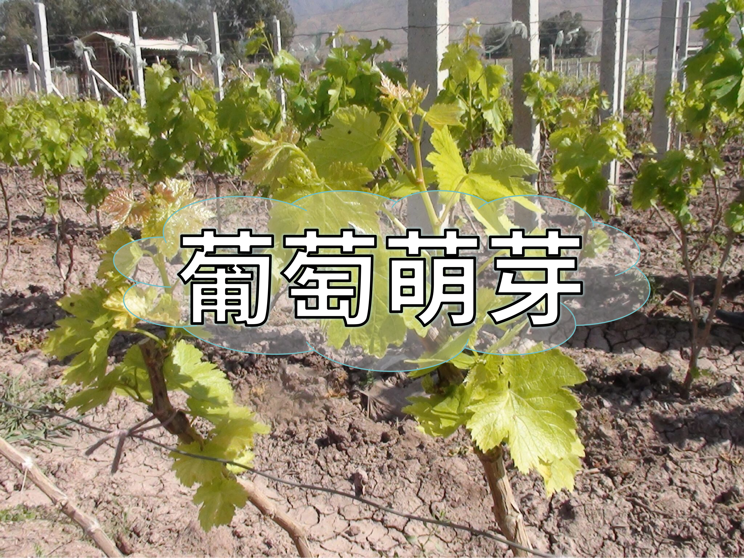 葡萄萌芽整齊最重要，一個(gè)方案讓葡萄出芽好萌芽齊