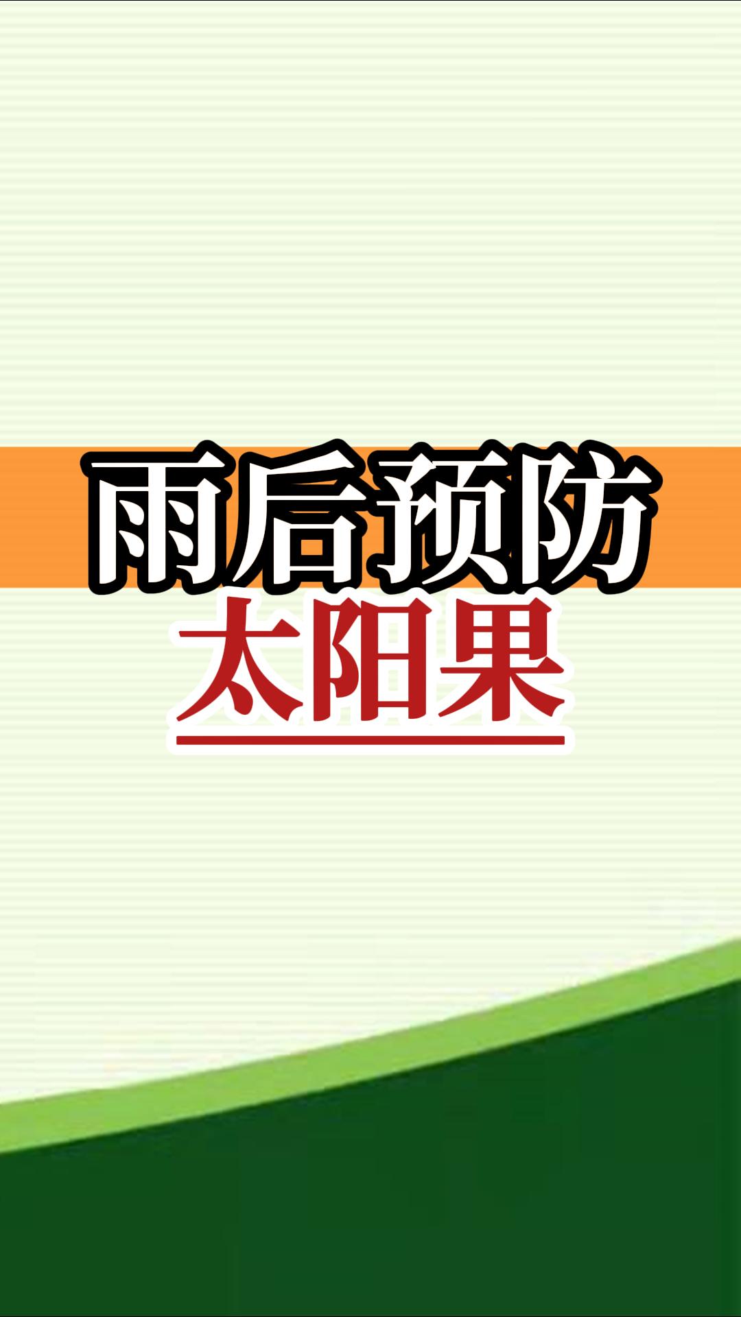 雨后高溫柑橘更易曬傷，及時(shí)管理預防太陽(yáng)果
