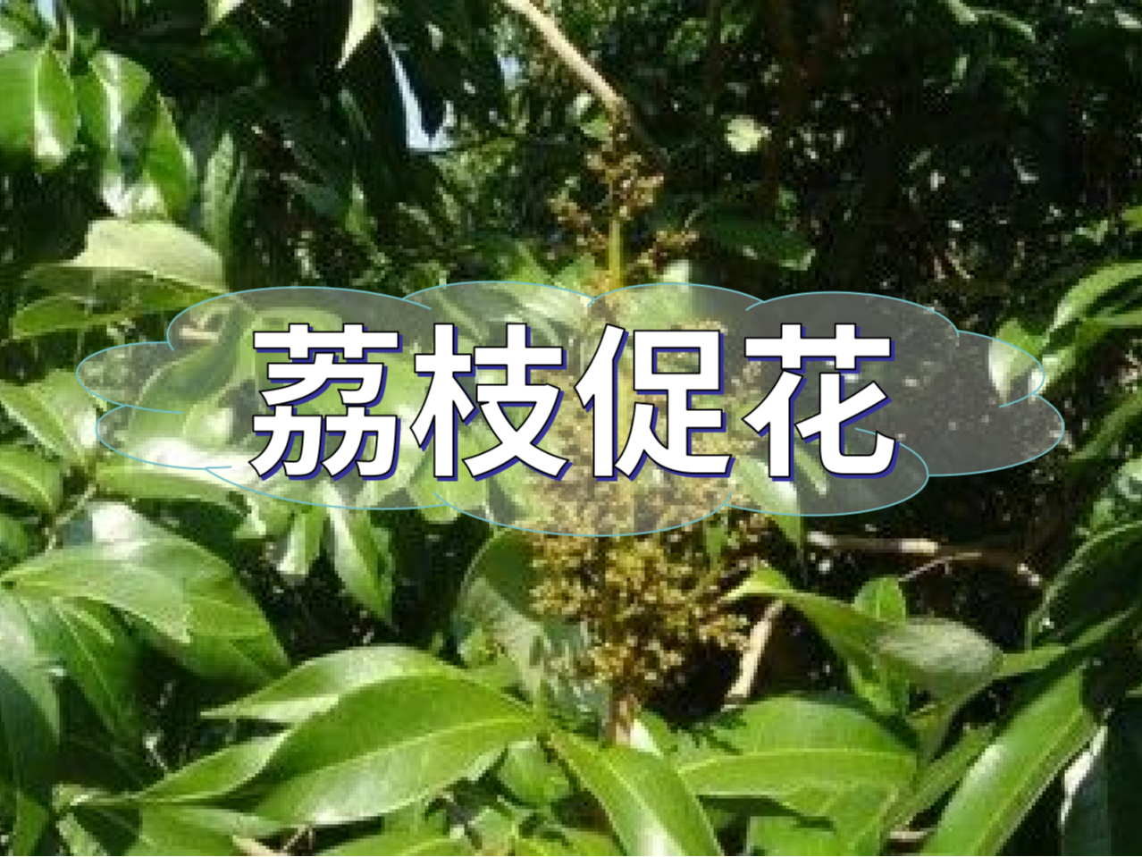 早熟荔枝，開(kāi)始促花啦！