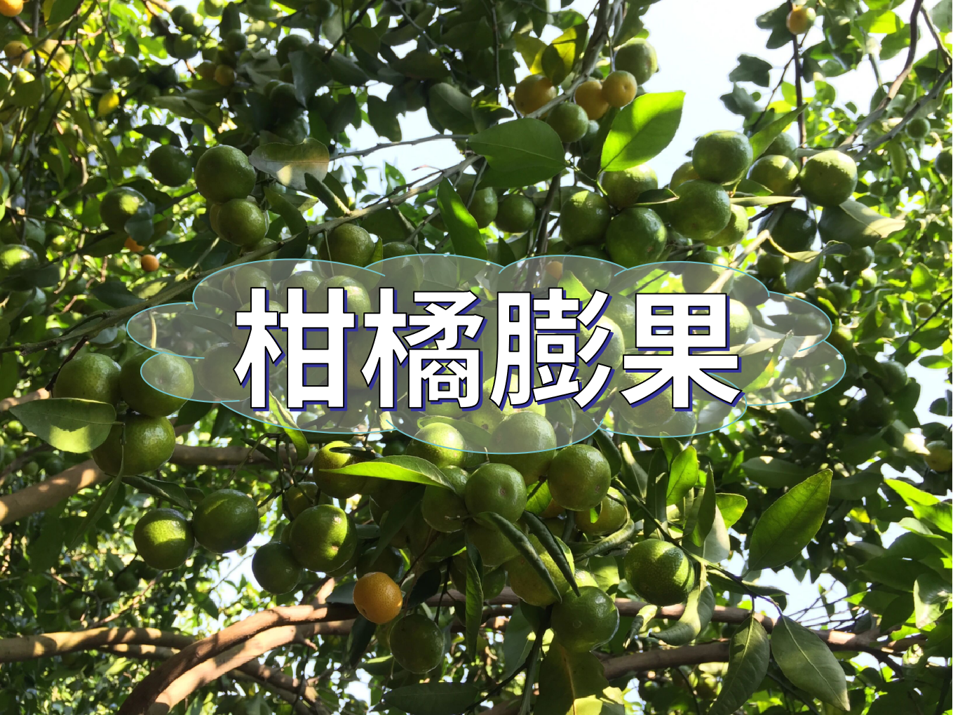 柑橘轉色前果個(gè)大一圈的2個(gè)方法