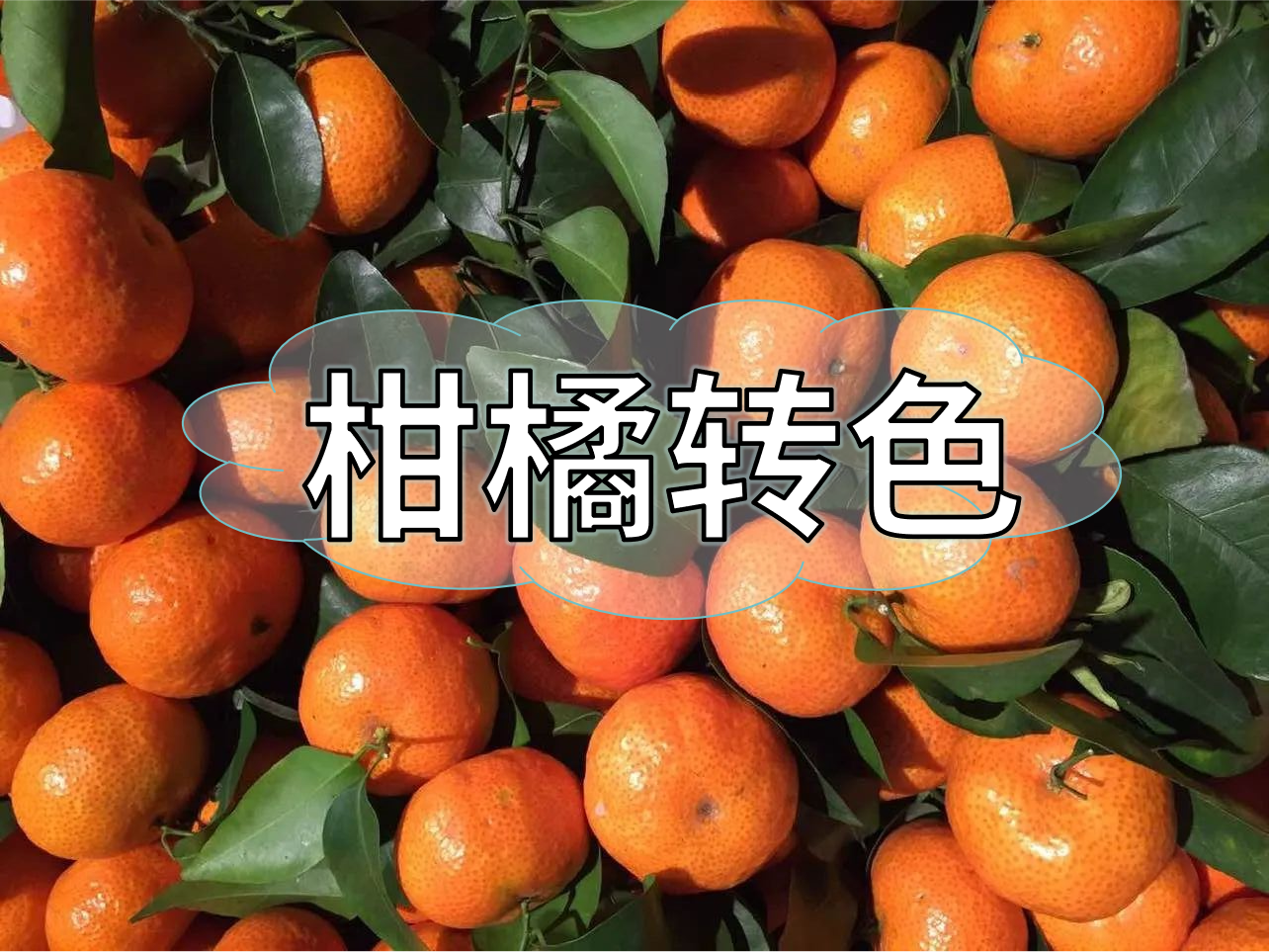 柑橘轉色增甜管理，現在就開(kāi)始了