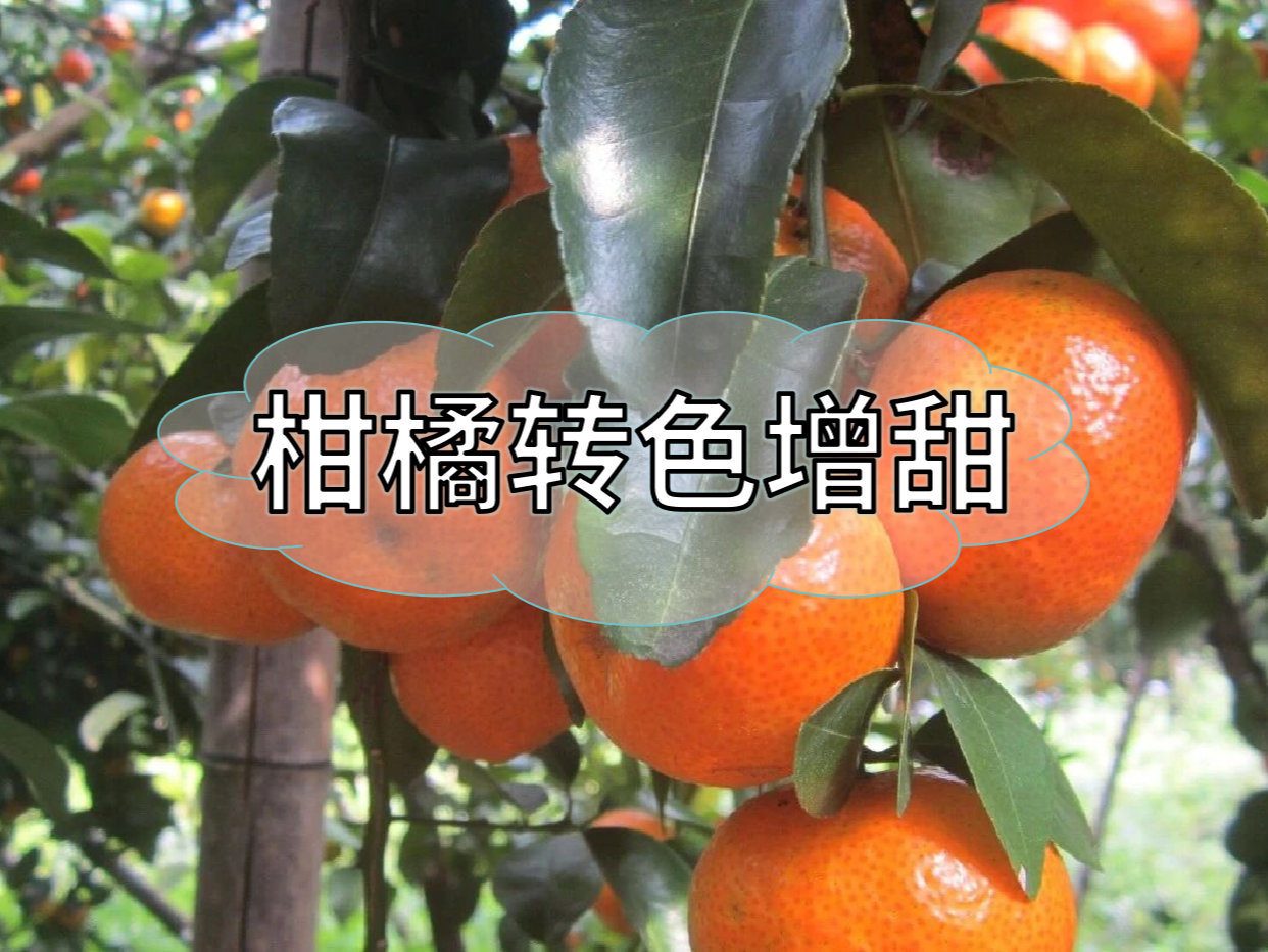 柑橘轉色增甜，這個(gè)方案簡(jiǎn)單又好用