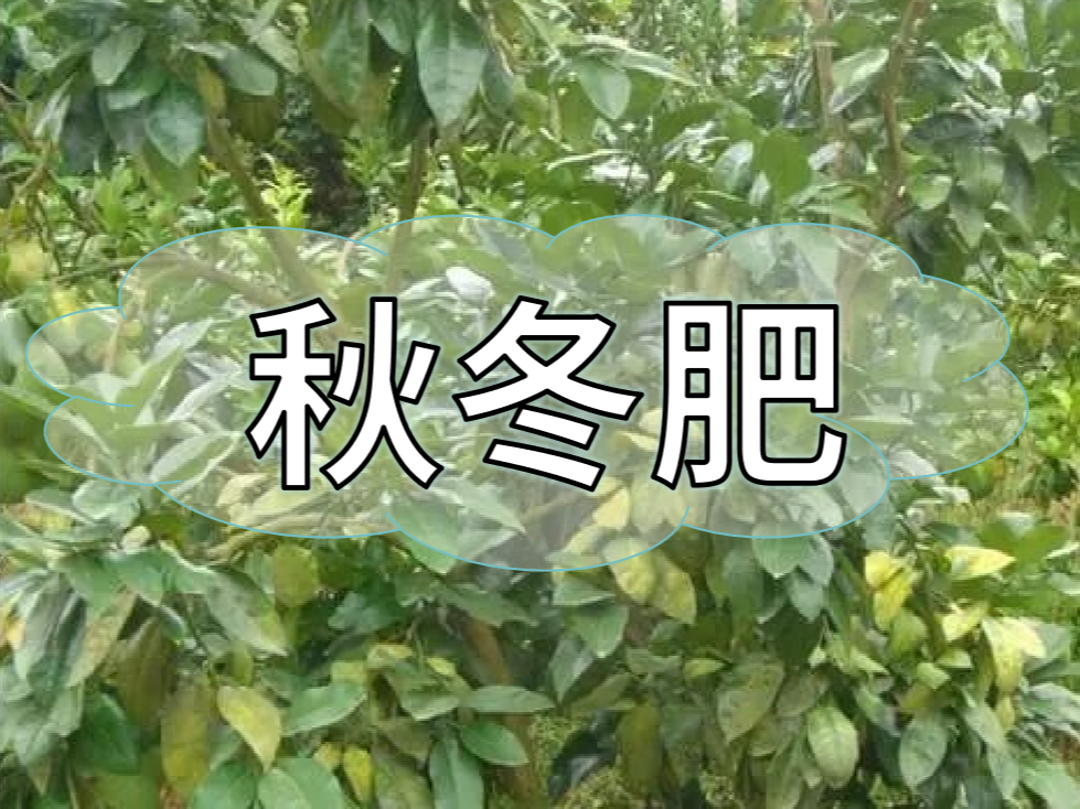 采后秋冬肥，有幾大問(wèn)題需要農戶(hù)朋友們注意