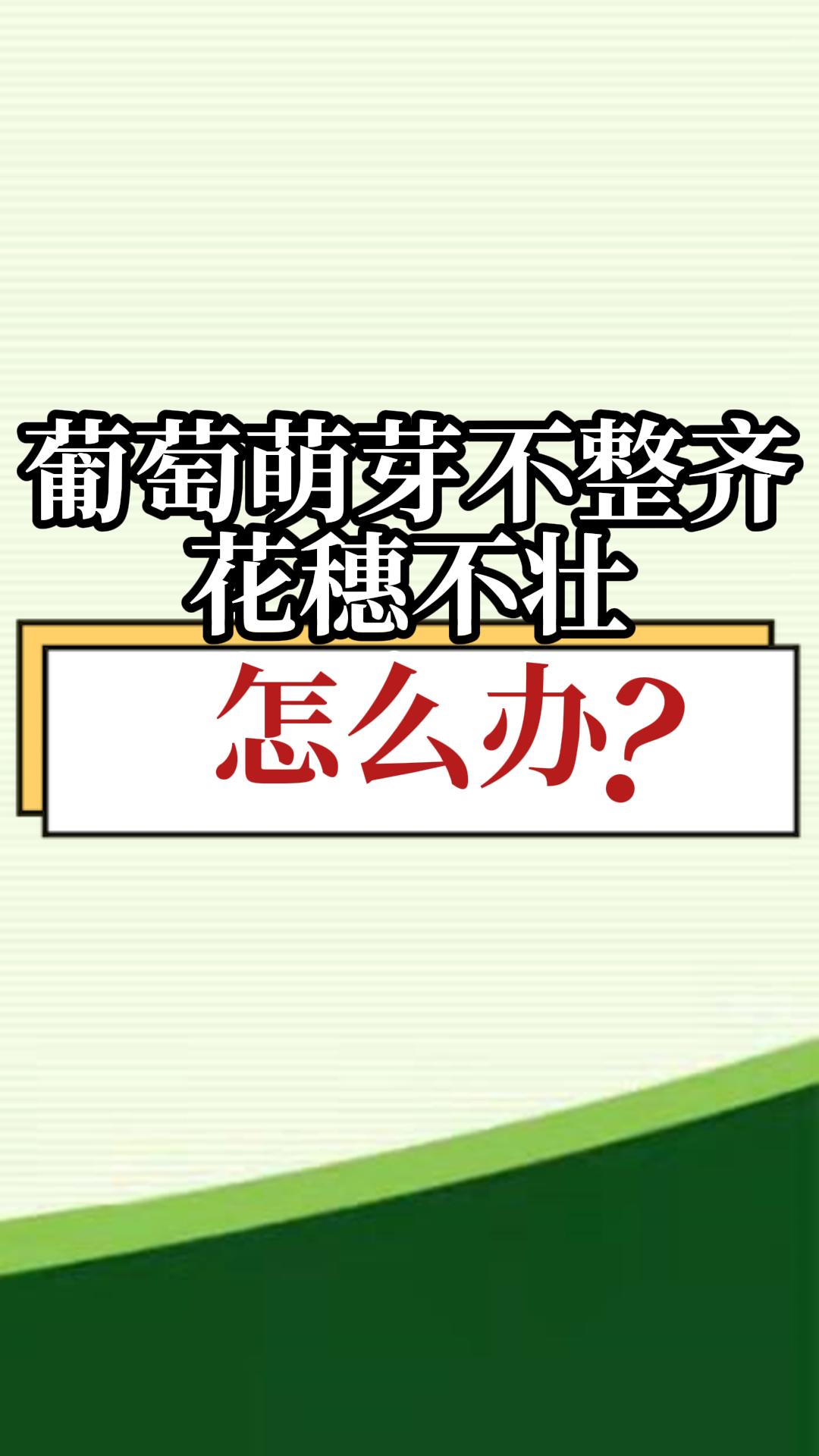 葡萄萌芽不整齊，花穗不壯，怎么辦？