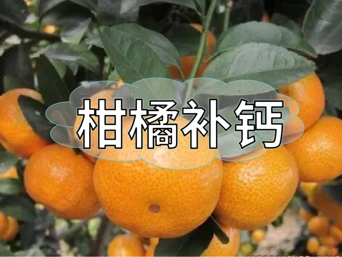 柑橘第三次補鈣關(guān)鍵期，決定果實(shí)品質(zhì)在這時(shí)