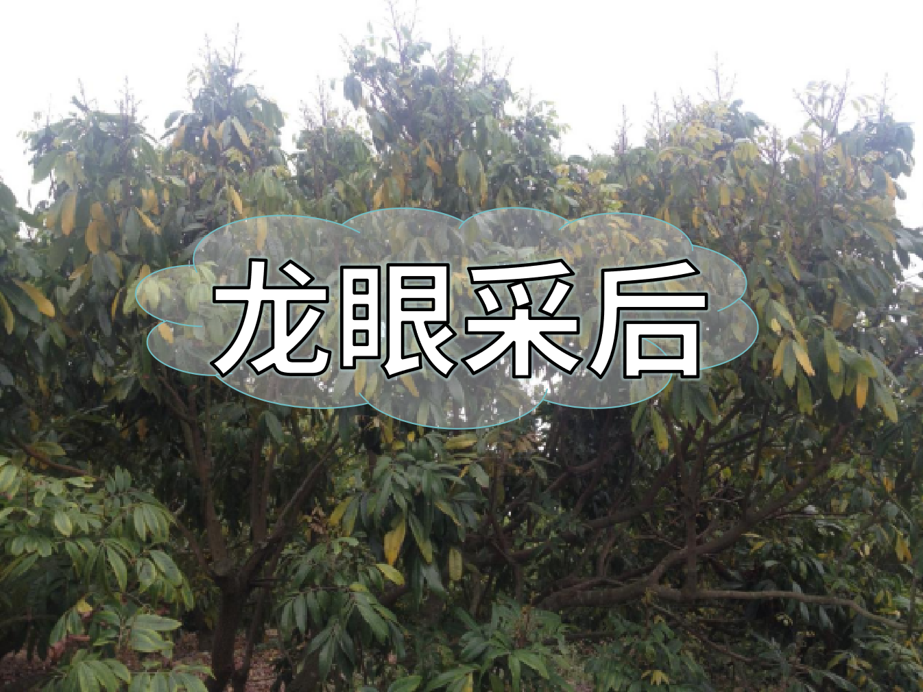 龍眼采摘后，做好保樹(shù)工作，預防大小年