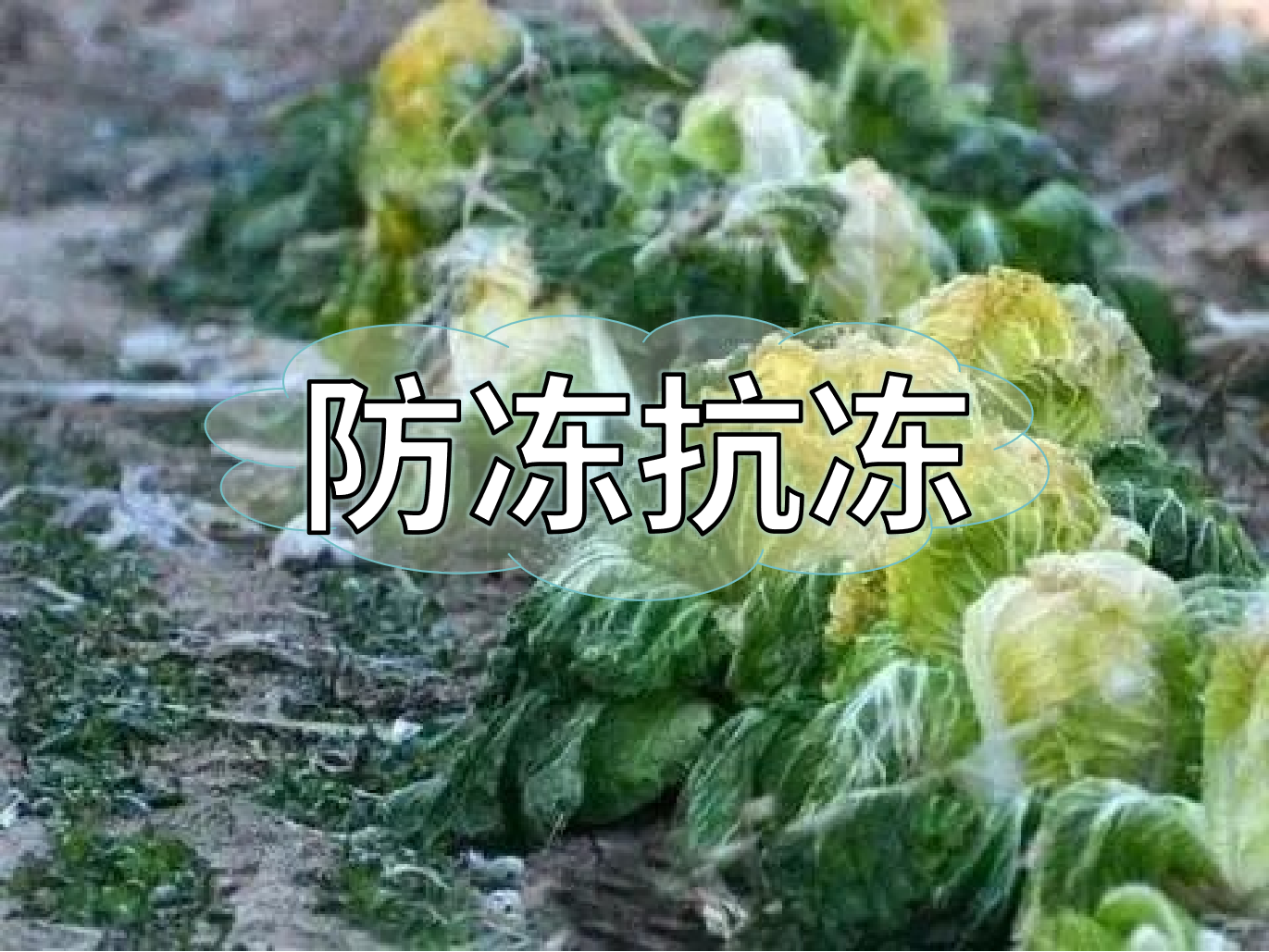 作物防凍提前做起來(lái)，減損增效有妙方