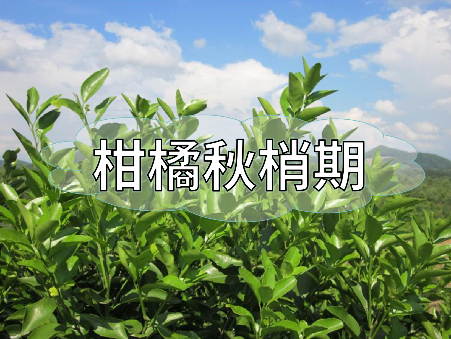 柑橘放秋梢、膨果、促花如何同時(shí)進(jìn)行？