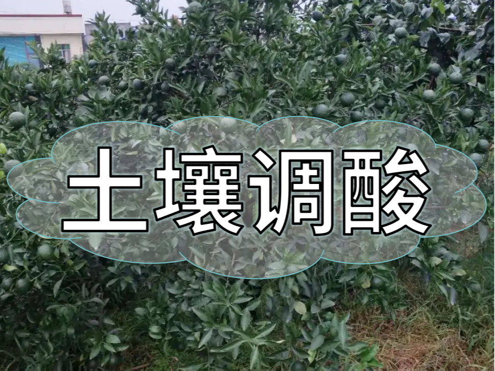 柑橘膨大期，土壤調酸與施膨果肥一樣重要