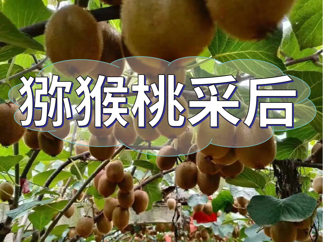 獼猴桃采后做好3點(diǎn)，來(lái)年繼續大豐收