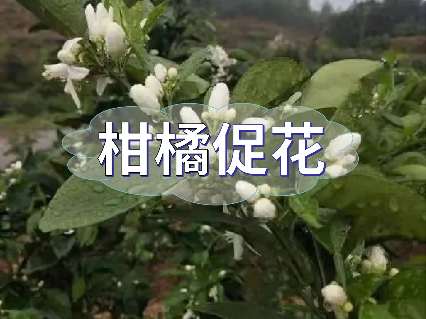 柑橘促花三要領(lǐng)，促進(jìn)優(yōu)質(zhì)花的形成