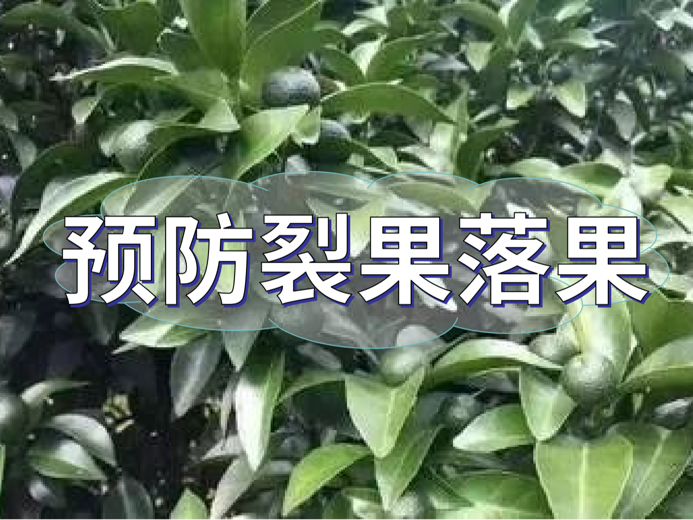 柑橘落果<i style='color:red'>裂果</i>高峰期，要先預防