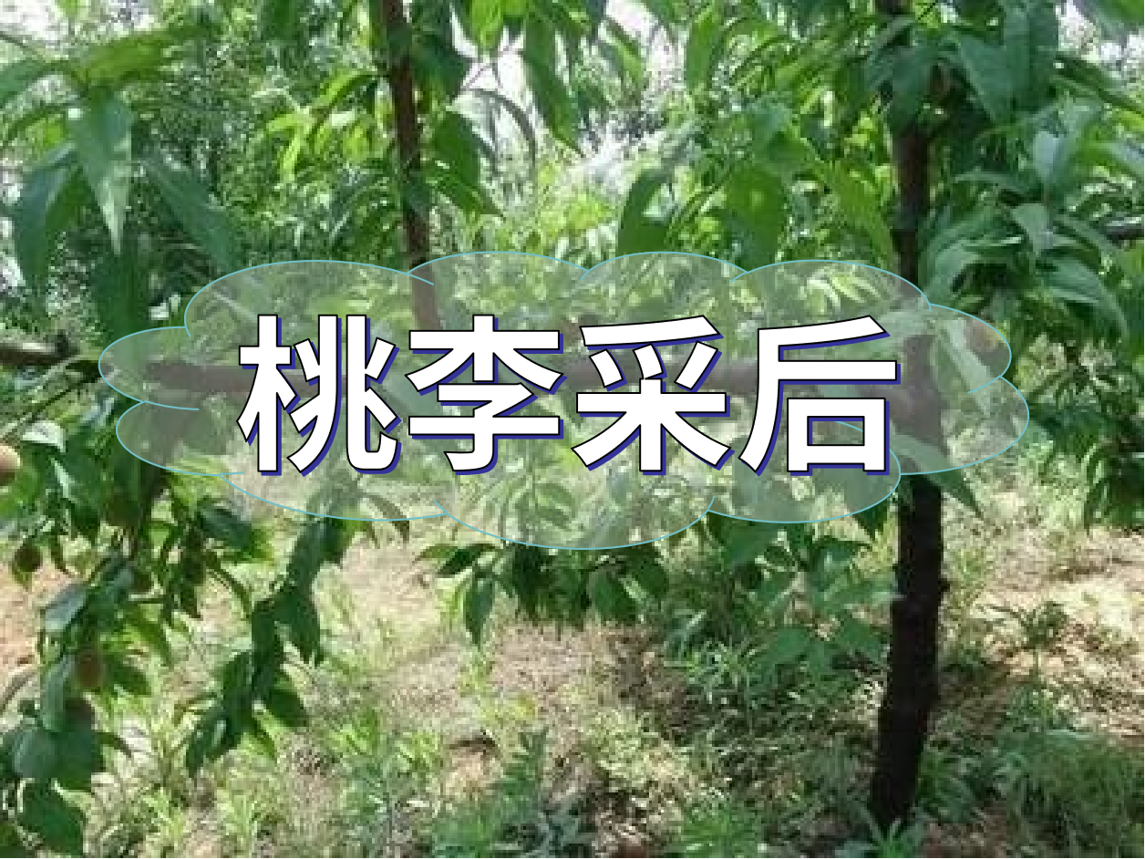 桃李等保好來(lái)年產(chǎn)量，得從秋梢做起